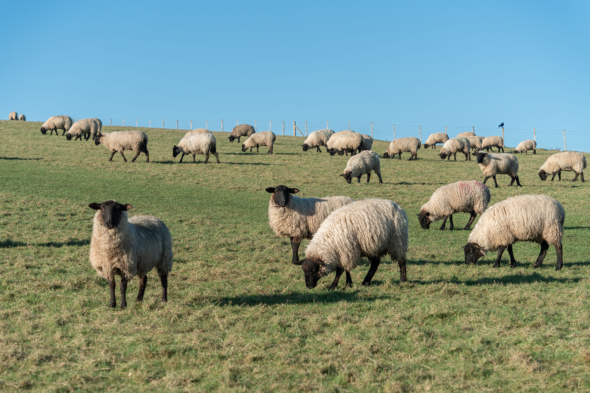 Sheep In A Field On A Hill