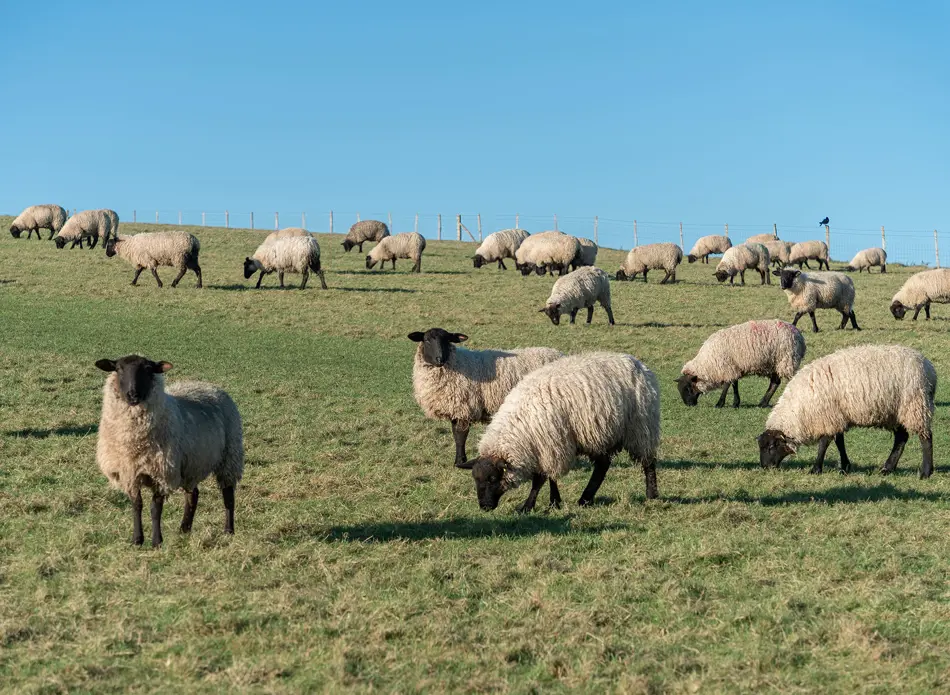 Sheep In A Field On A Hill