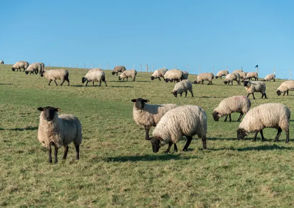 Sheep In A Field On A Hill