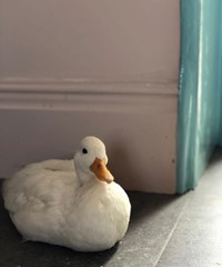 Offham House Duck